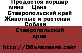 Продается йоршир мини. › Цена ­ 20 000 - Ставропольский край Животные и растения » Собаки   . Ставропольский край